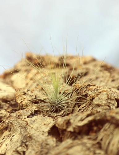 Tillandsia argentea - 6 to 9 cm air plant