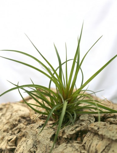 Tillandsia cyanea fille de l'air