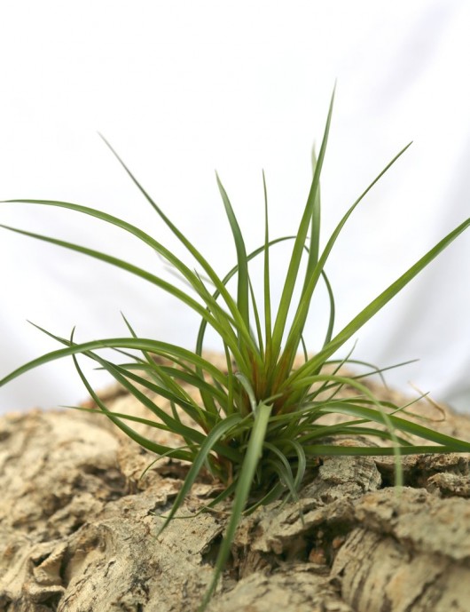 Tillandsia cyanea fille de l'air