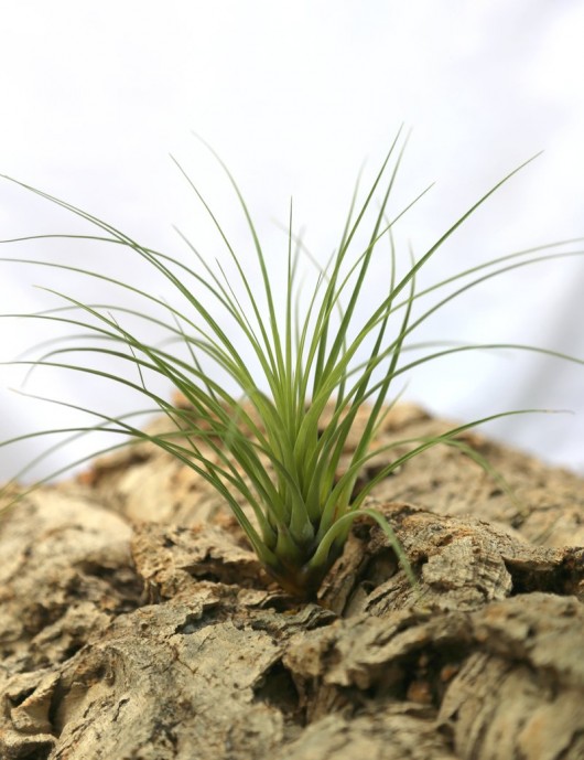 Tillandsia punctulata - 15 à 20 cm fille de l'air