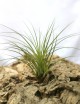 Tillandsia punctulata - 15 à 20 cm fille de l'air