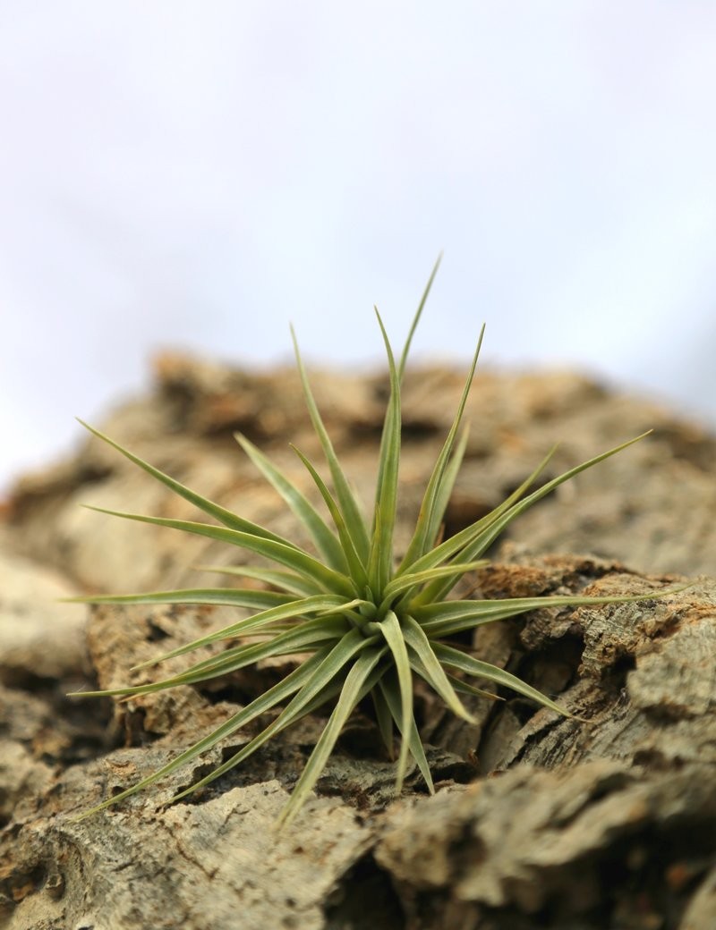 Tillandsia espinosa fille de l'air