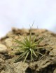Tillandsia espinosa fille de l'air
