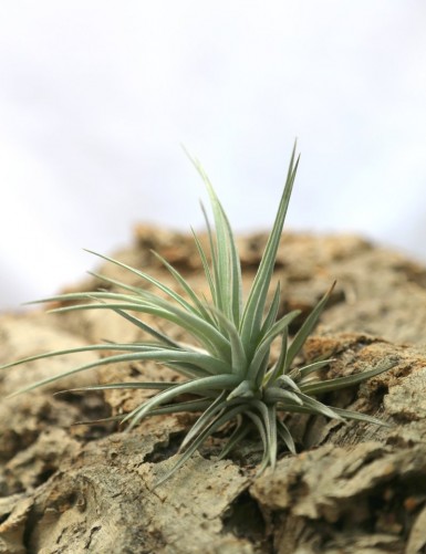 Tillandsia jucunda - 12 to 14 cm air plant