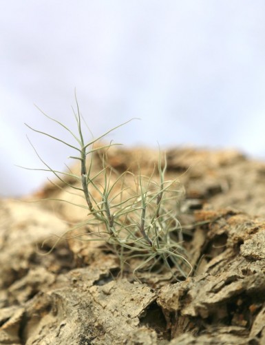 Tillandsia caerulea - 12 to 15 cm girl of the air