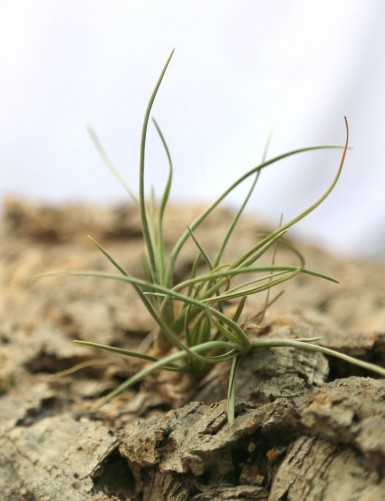 Tillandsia albertiana - 8 to 10 cm air plant