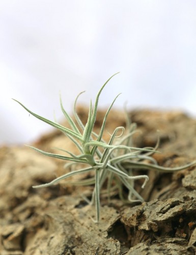 Tillandsia paleacea - 8 to 12 cm air plant