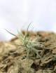 Tillandsia paleacea - 8 to 12 cm air plant