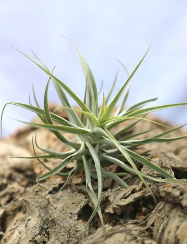Tillandsia cacticola - 20 to 25 cm air plant