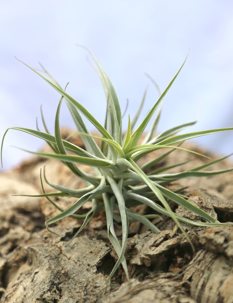 Tillandsia cacticola - 20 à 25 cm fille de l'air