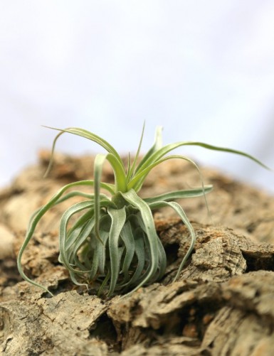 Tillandsia streptophylla - 12 à 18 cm fille de l'air