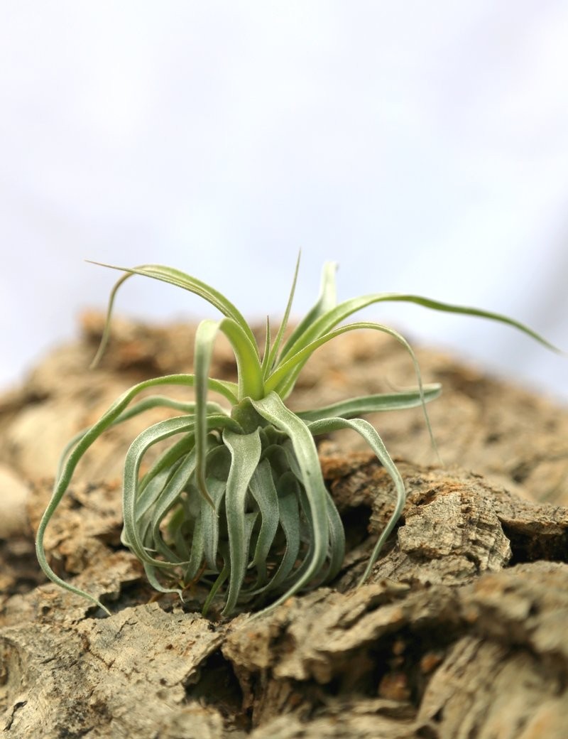 Tillandsia streptophylla - 12 à 18 cm fille de l'air