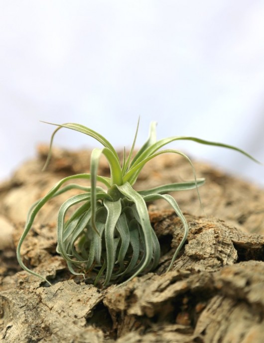 Tillandsia streptophylla - 12 à 18 cm fille de l'air
