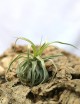 Tillandsia streptophylla - 12 à 18 cm fille de l'air
