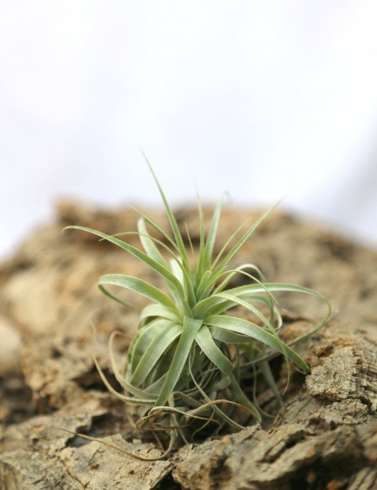 Tillandsia gardneri - 14 to 18 cm air plant