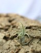 Tillandsia pueblensis - 5 to 8 cm daughter of the air