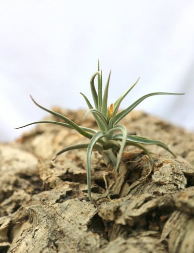 Tillandsia xiphioides daughter of the air