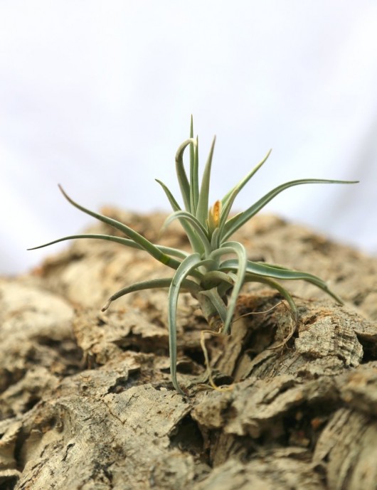 Tillandsia xiphioides fille de l'air
