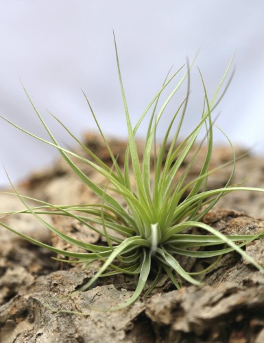 Tillandsia stricta - 8 à 12 cm fille de l'air