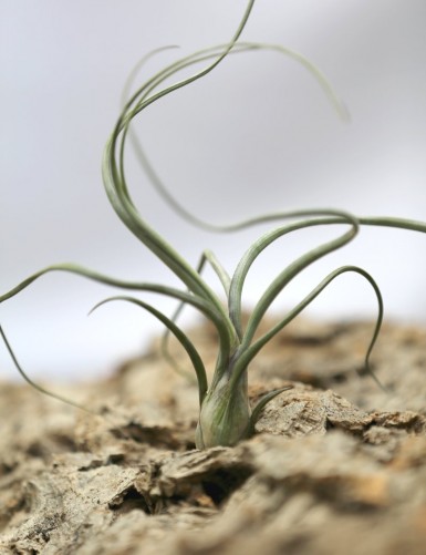 Tillandsia baileyi - 20 à 25 cm fille de l'air