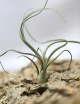 Tillandsia baileyi - 20 à 25 cm fille de l'air