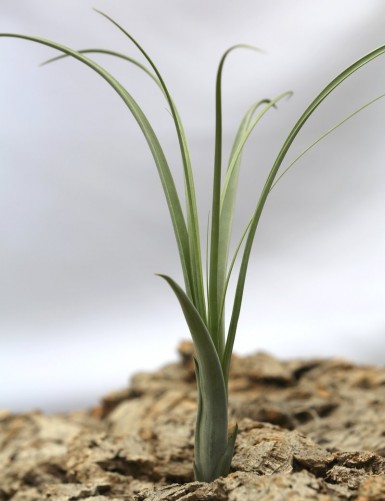 Tillandsia balbisiana - 22 to 25 cm girl of the air