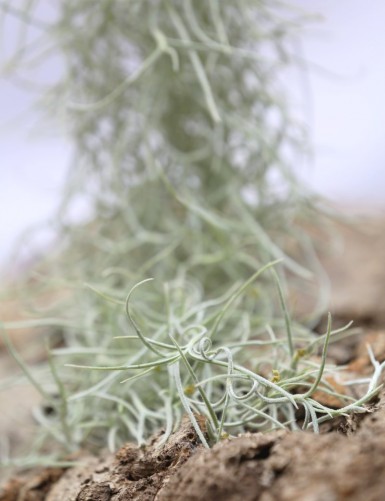 Tillandsia usneoides large argenté - 50 à 60 cm fille de l'air