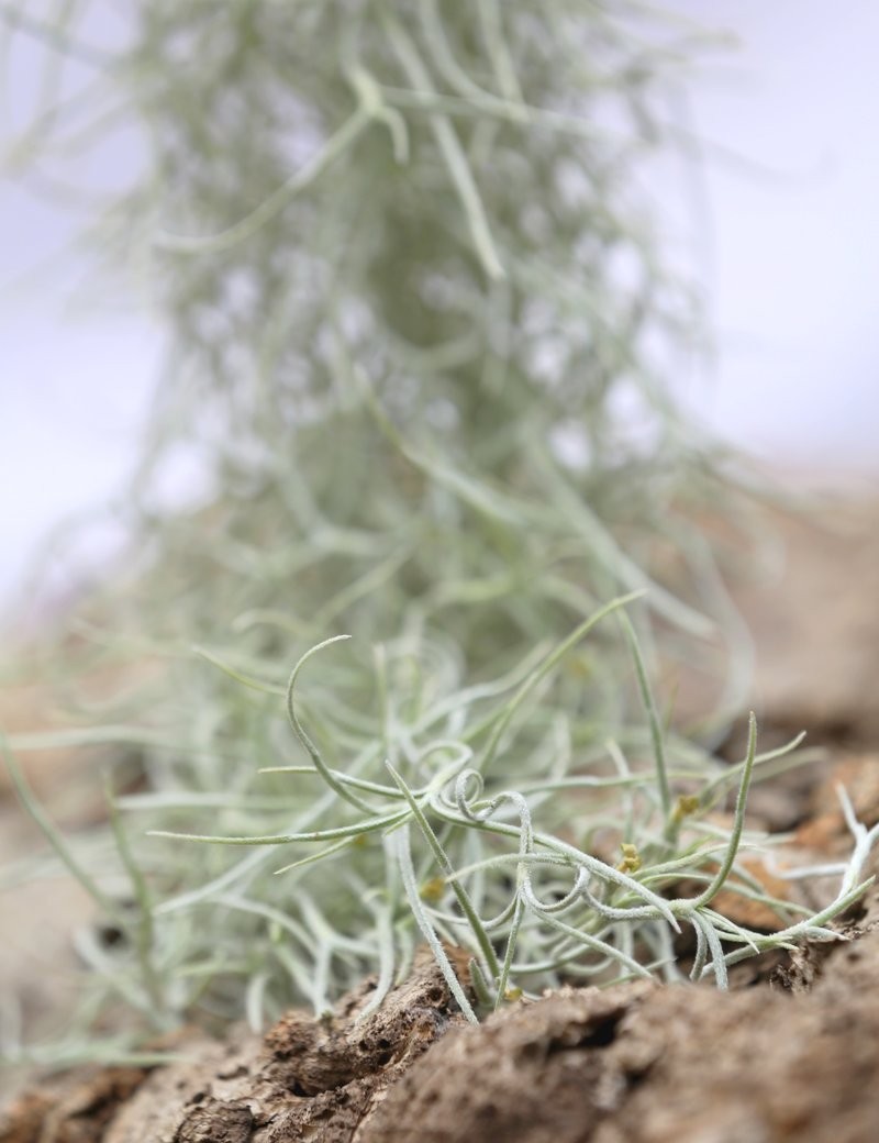 Tillandsia usneoides large silver - 50 to 60 cm air plant