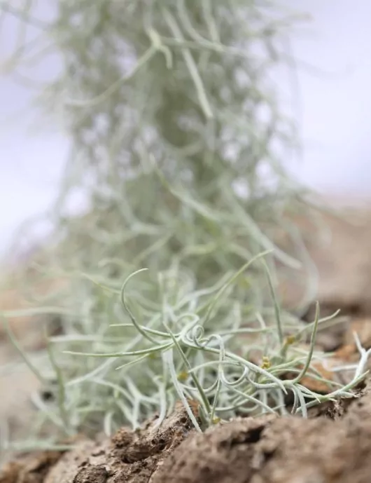 Tillandsia usneoides large silver - 50 to 60 cm air plant