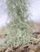 Tillandsia usneoides large argenté - 50 à 60 cm fille de l'air