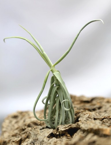 Tillandsia duratii - 25 à 30 cm fille de l'air