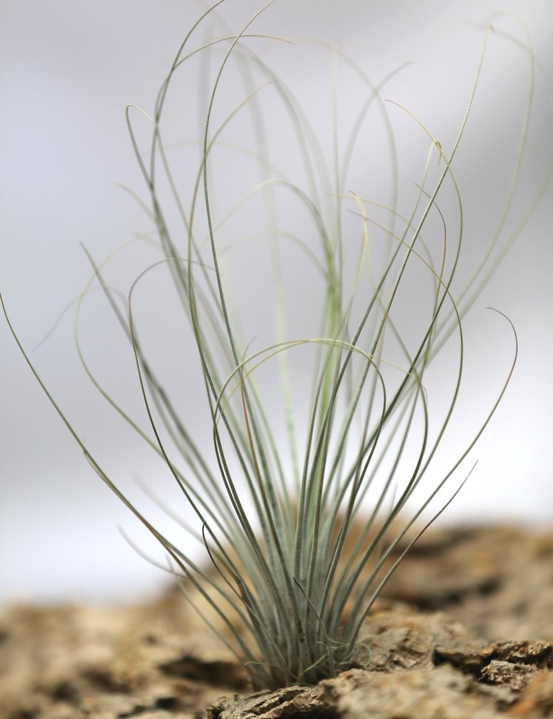 Tillandsia juncea - Fille de l'air fille de l'air