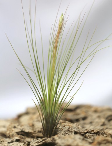 Tillandsia juncifolia fille de l'air