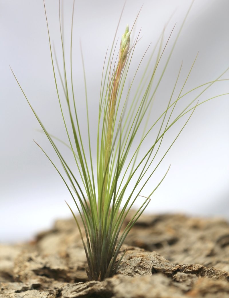 Tillandsia juncifolia fille de l'air