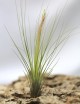 Tillandsia juncifolia fille de l'air