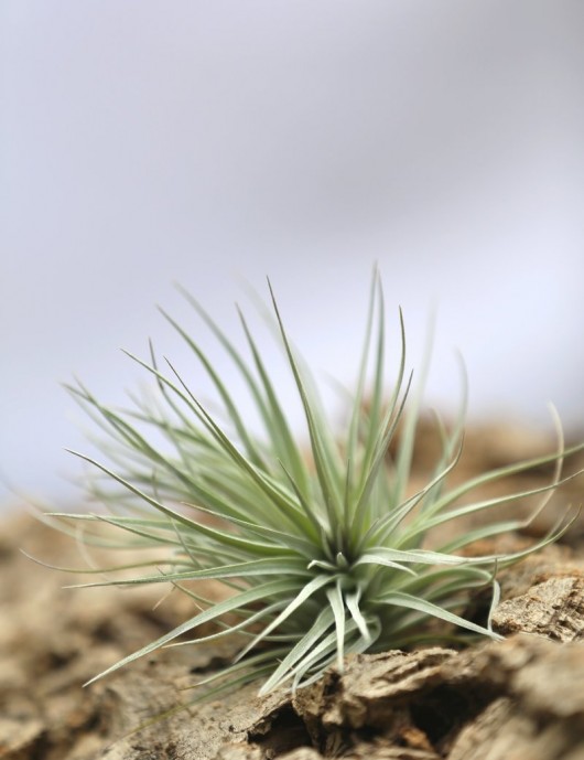 Tillandsia Houston fille de l'air