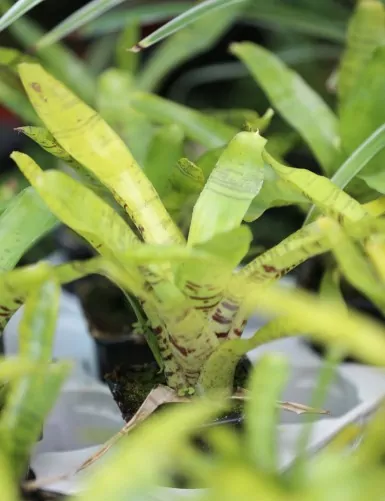 Plante terrarium Neoregelia ampullacea