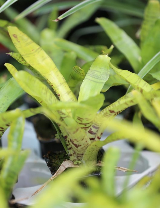 Plante terrarium Neoregelia ampullacea