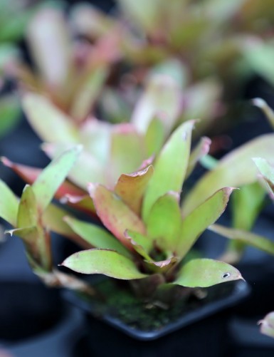 Plante terrarium Neoregelia 'Narziss'