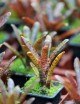 Plante terrarium Neoregelia 'Adonis'