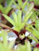 Plante terrarium Neoregelia 'Ajax'