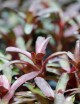 Amazon Neoregelia terrarium plant