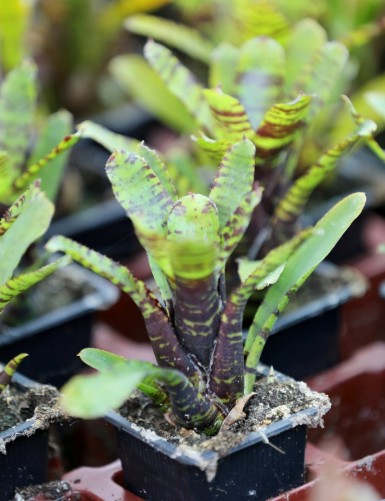 Neoregelia punctatissima terrarium plant