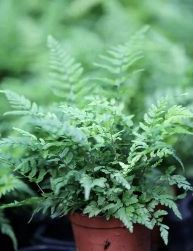 Terrarium plants Athyrium spicatum
