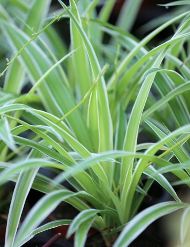 Plantes terrariums Chlorophytum Pacific