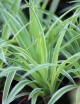 Plantes terrariums Chlorophytum Pacific