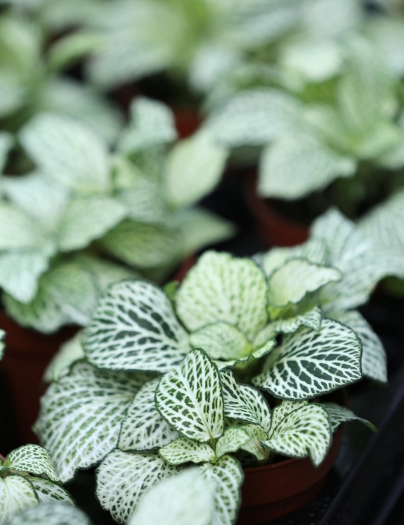 Fittonia white terrarium plants