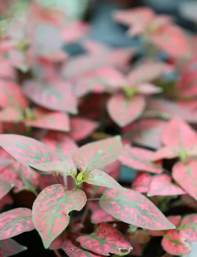 Plantes terrariums Hypoestes rouge