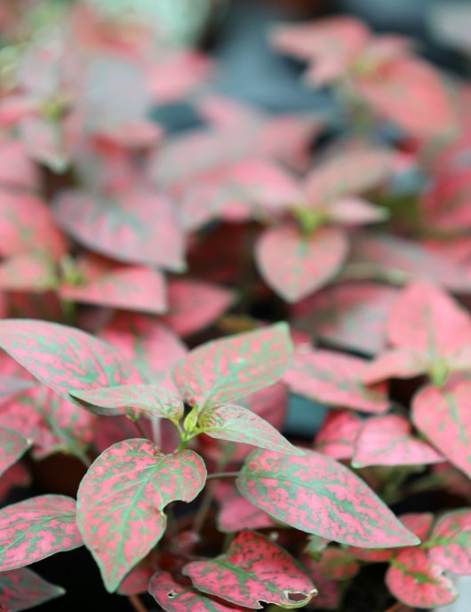 Hypoestes red terrarium plants