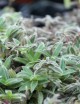 Terrarium plants Tradescantia tomentosa